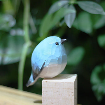 Mountain Bluebird